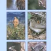 Guida Fotografica - Uccelli delle Nostre Montagne