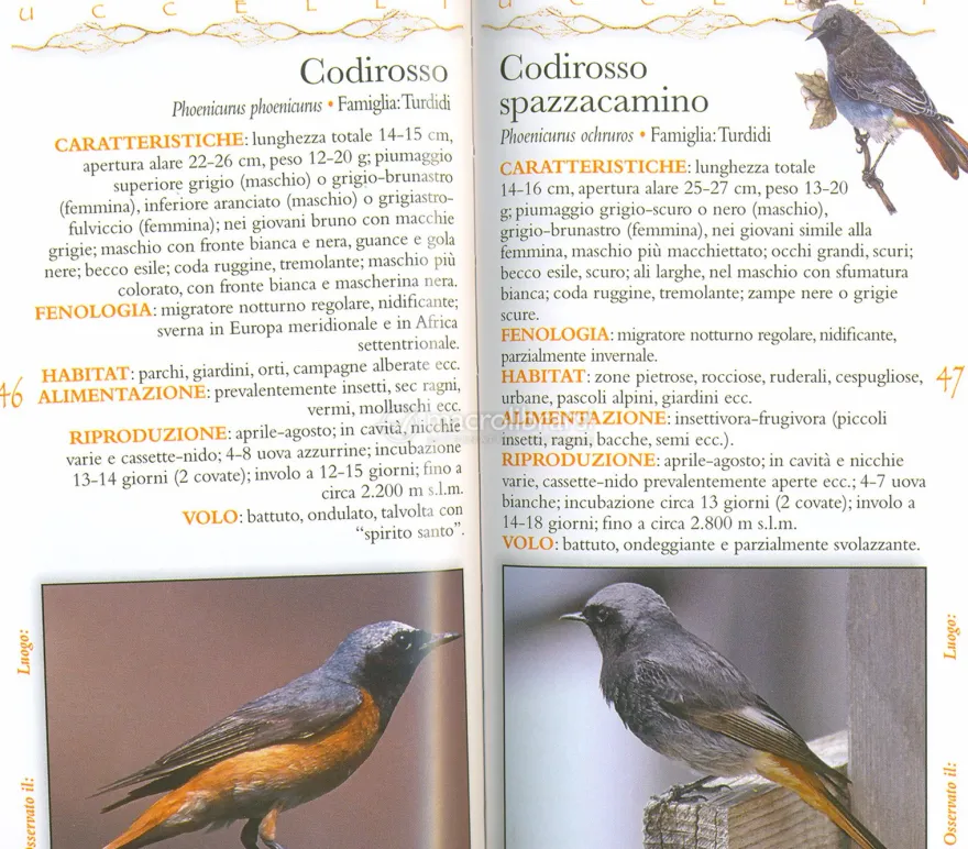 Guida Fotografica - Uccelli delle Nostre Montagne