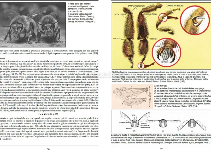 Guida Pratica di Apicoltura