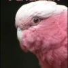 I Cacatua