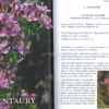 I Fiori di Bach - Rimedi della Natura