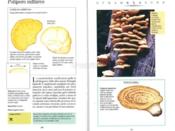 I Funghi Commestibili