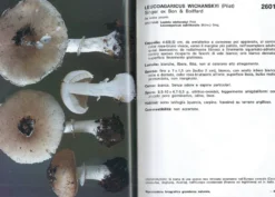I Funghi dal Vero - Vol. 7