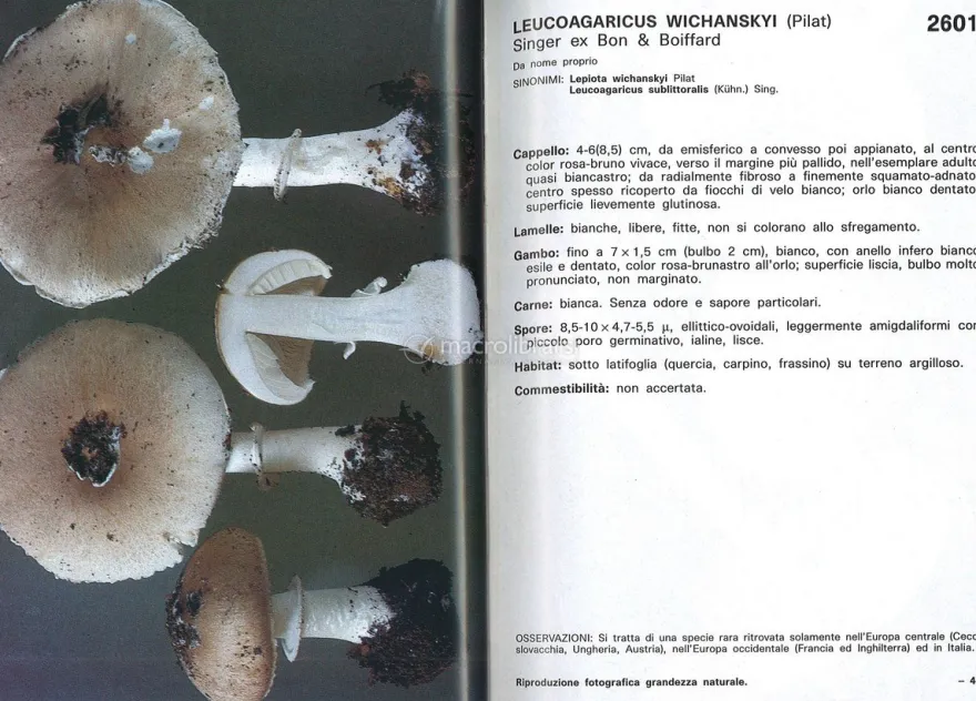 I Funghi dal Vero - Vol. 7
