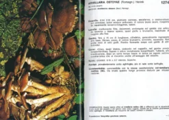 I Funghi dal Vero - Vol. 4
