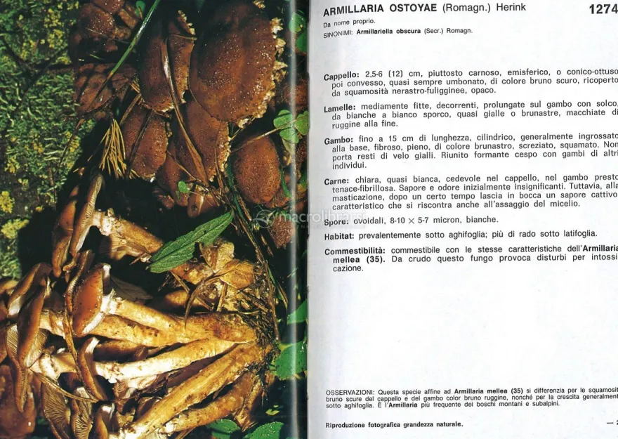 I Funghi dal Vero - Vol. 4