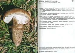 I Funghi dal Vero - Vol. 2