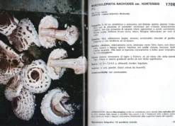 I Funghi dal Vero - Vol. 5