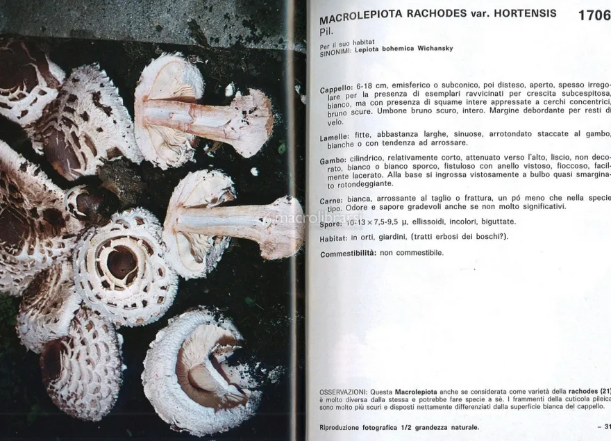 I Funghi dal Vero - Vol. 5