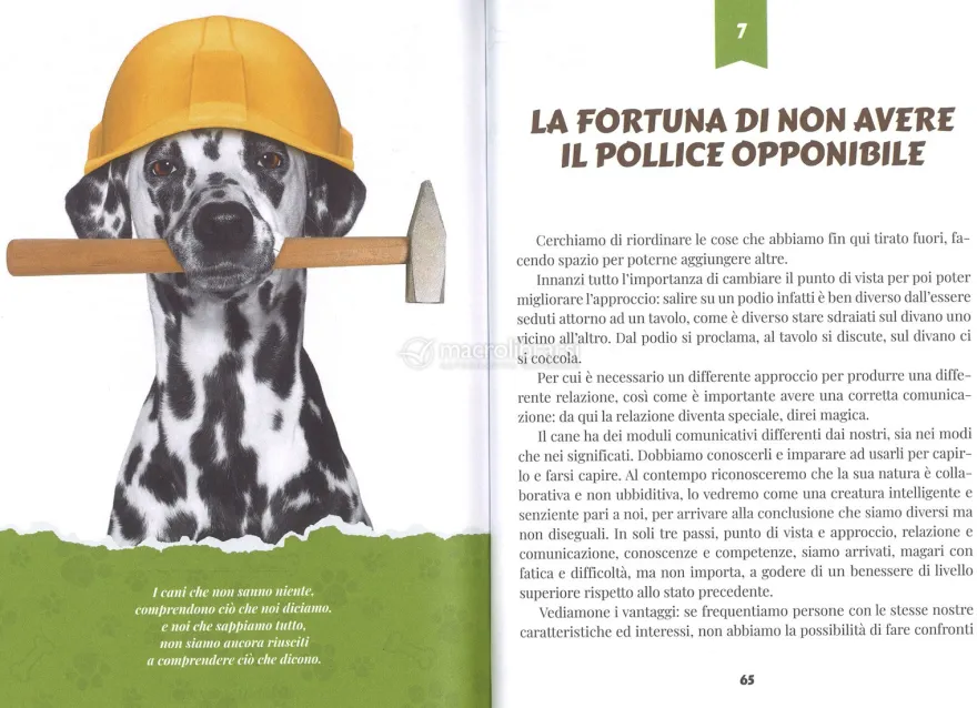 Il Cane un Caleidoscopio di Emozioni