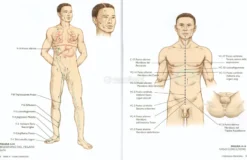 Il Corpo Sottile
