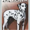 Il Dalmata