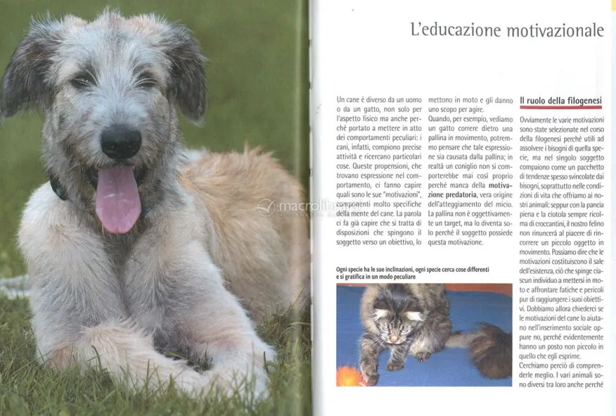 Il Galateo per il Cane