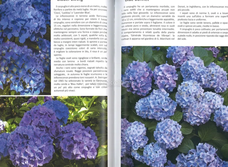 Il Libro delle Ortensie e delle Idrangee