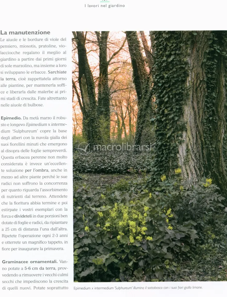 Il Maestro Giardiniere