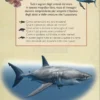 Il Magnifico Libro del Mare