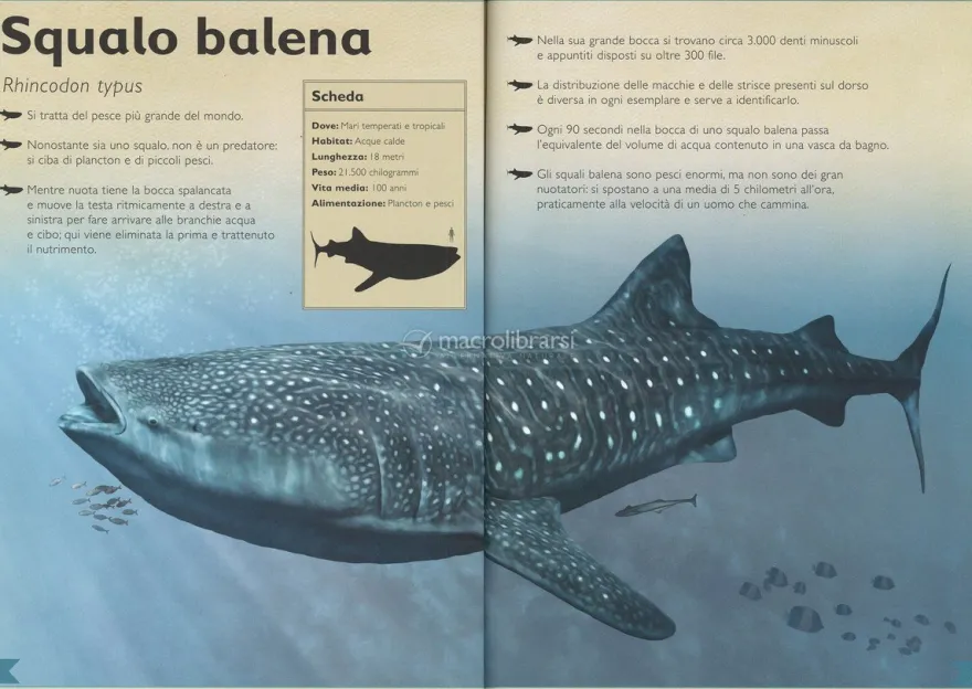 Il Magnifico Libro del Mare