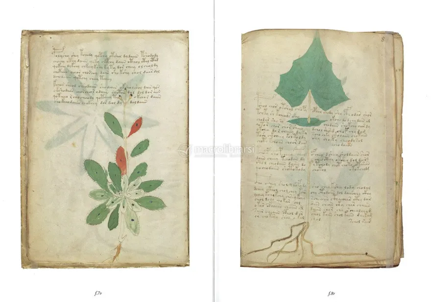 Il Manoscritto Voynich