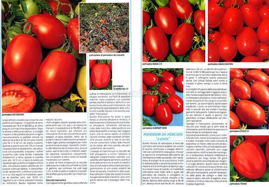 Il Milleortaggi