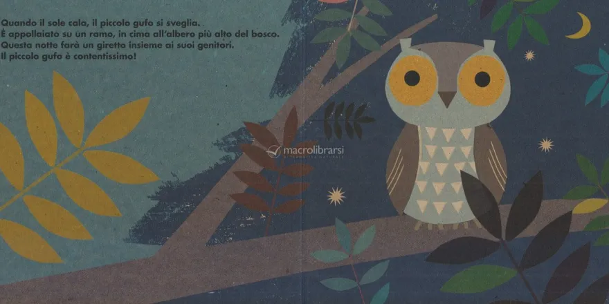 Il Mio Piccolo Gufo
