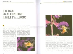 Il Mondo delle Api e del Miele