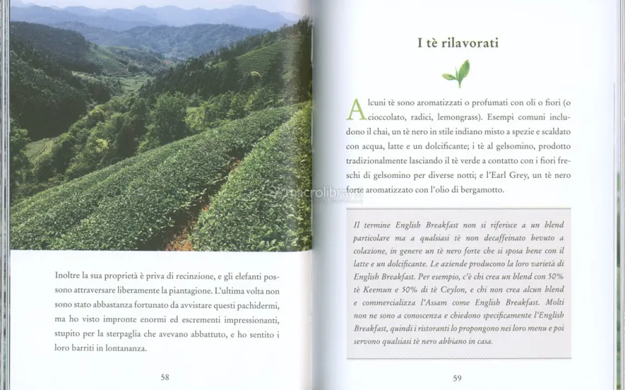 Il Piccolo Libro del Te