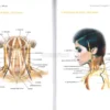 I Meridiani Shiatsu - Atlante