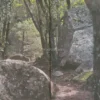 Imparare l'Arte del Foraging
