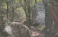 Imparare l'Arte del Foraging