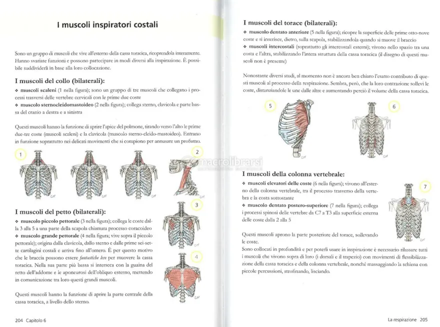 In Movimento Dopo la Nascita. Manuale per Neomamme e Operatori