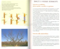 Innesti
