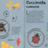 Insetti a Grandezza Naturale