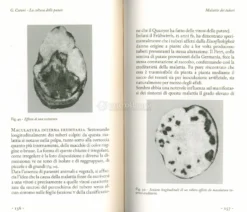 La Coltura delle Patate