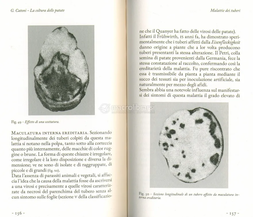 La Coltura delle Patate