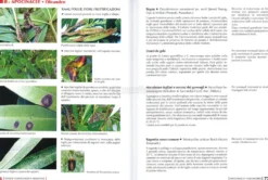 La Difesa delle Piante Ornamentali