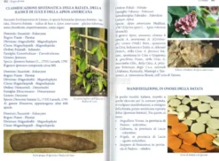 L'Agricoltura degli Dei - La Patata