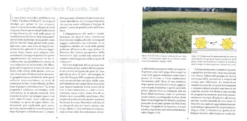 La Natura Complessa dei Cerchi nel Grano