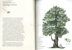 La Storia degli Alberi e di Come Hanno Cambiato il Nostro Modo di Vivere