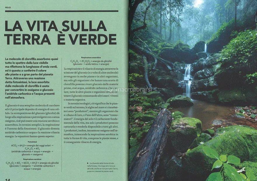 La Storia della Vita