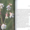 La Vita Sessuale dei Fiori