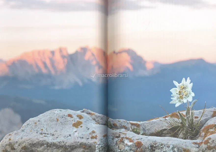 La Vita Sessuale dei Fiori