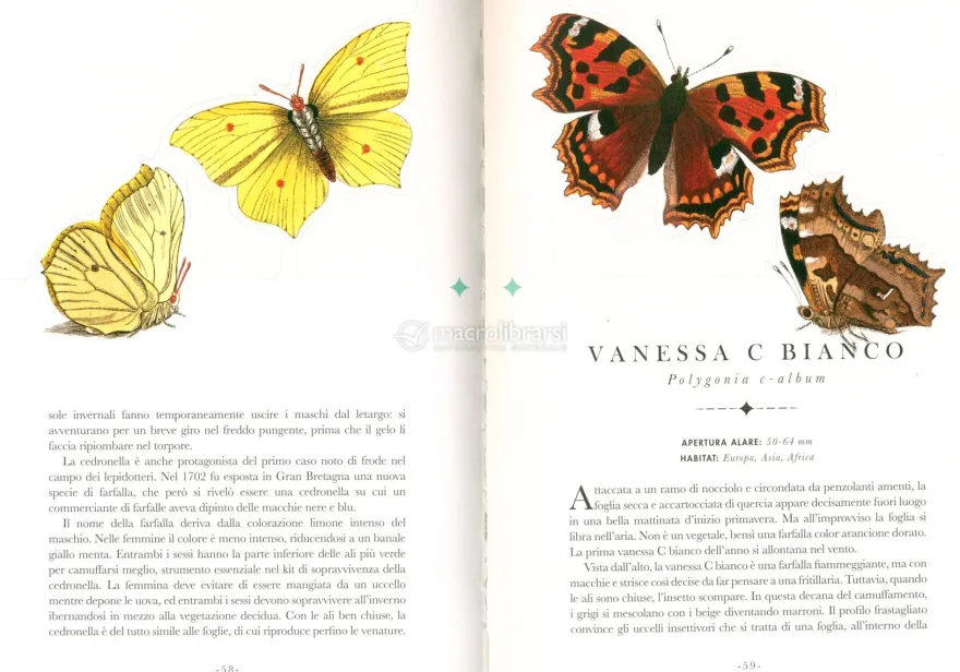 Le Farfalle - Il Libro che si Trasforma in un'Opera d'Arte