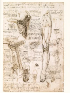 Leonardo - Il Genio nei Disegni