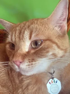 Libratum® Pets - Gatto