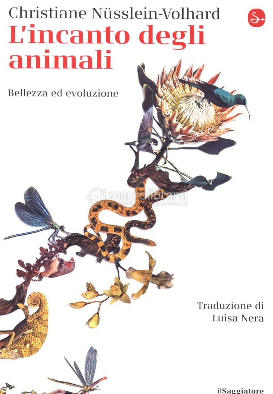 L'Incanto degli Animali
