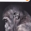 L'Intelligenza Morale degli Animali