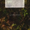 L'Orticoltore Biodinamico
