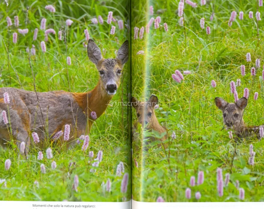L'Uomo che Parla con gli Animali del Bosco