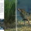Lupo Appenninico