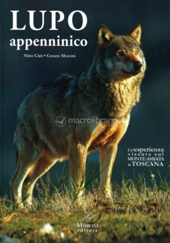 Lupo Appenninico